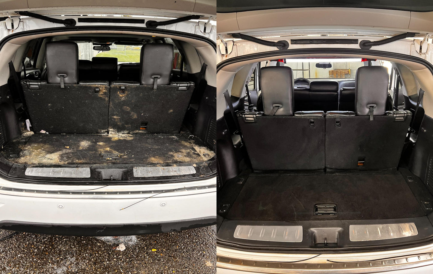Mold Removal